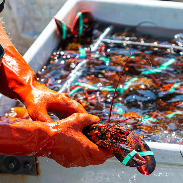 910g+ Live Maine Lobster - Image 5