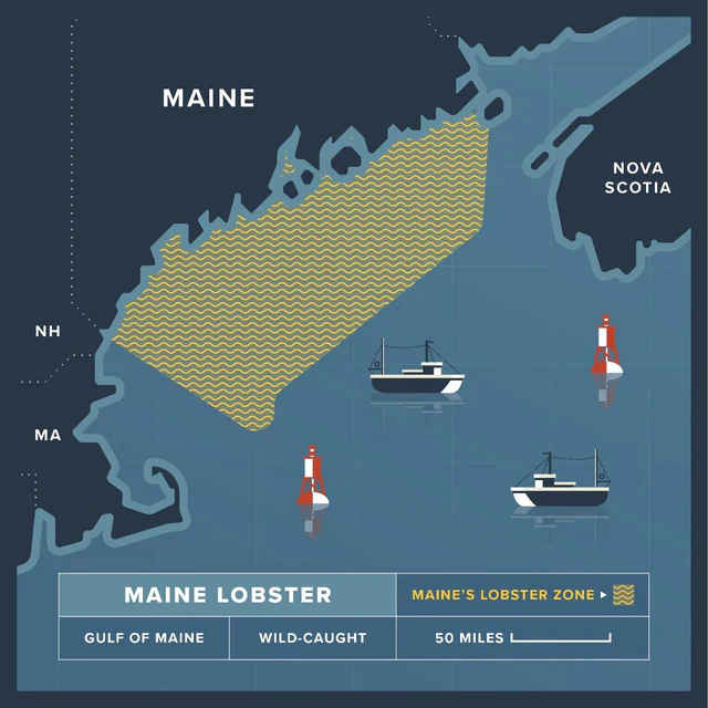 910g+ Live Maine Lobster - Image 4