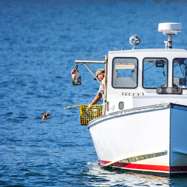 910g+ Live Maine Lobster - Image 3