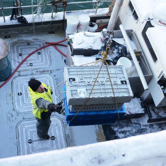 4530g+ North Atlantic Live Lobster - Image 4