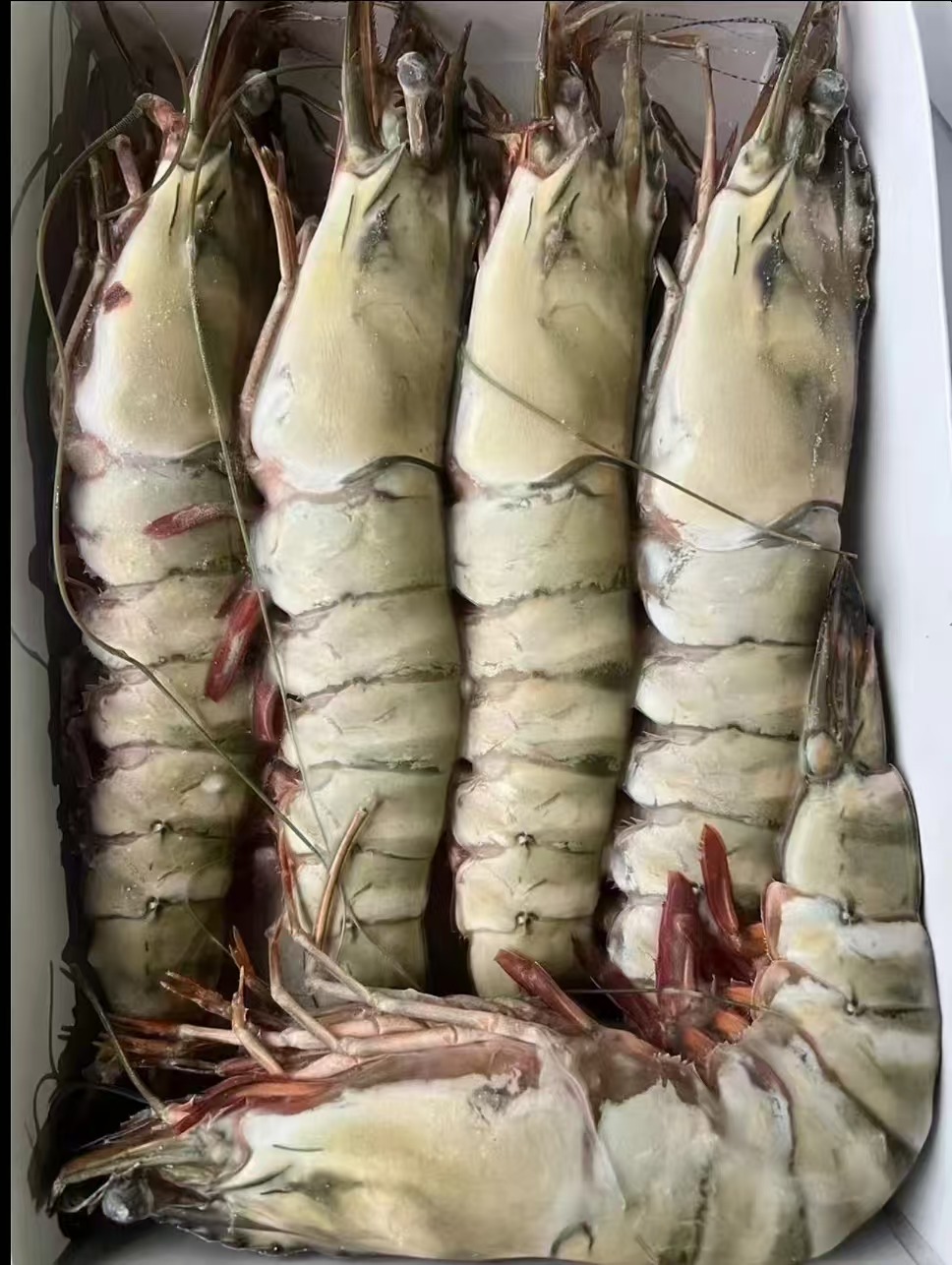 Extra large black tiger prawns, sent live frozen. - Image 3