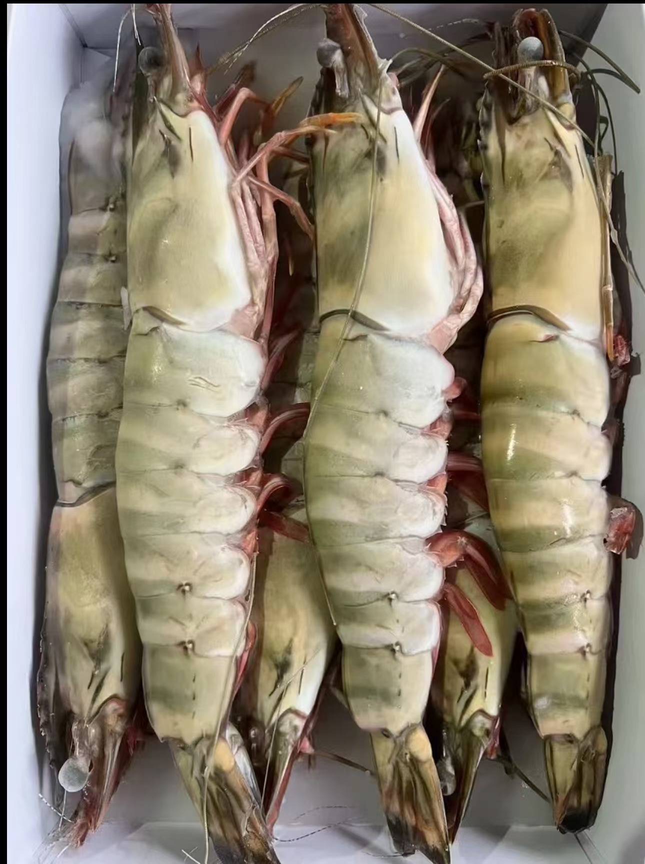 Extra large black tiger prawns, sent live frozen. - Image 4