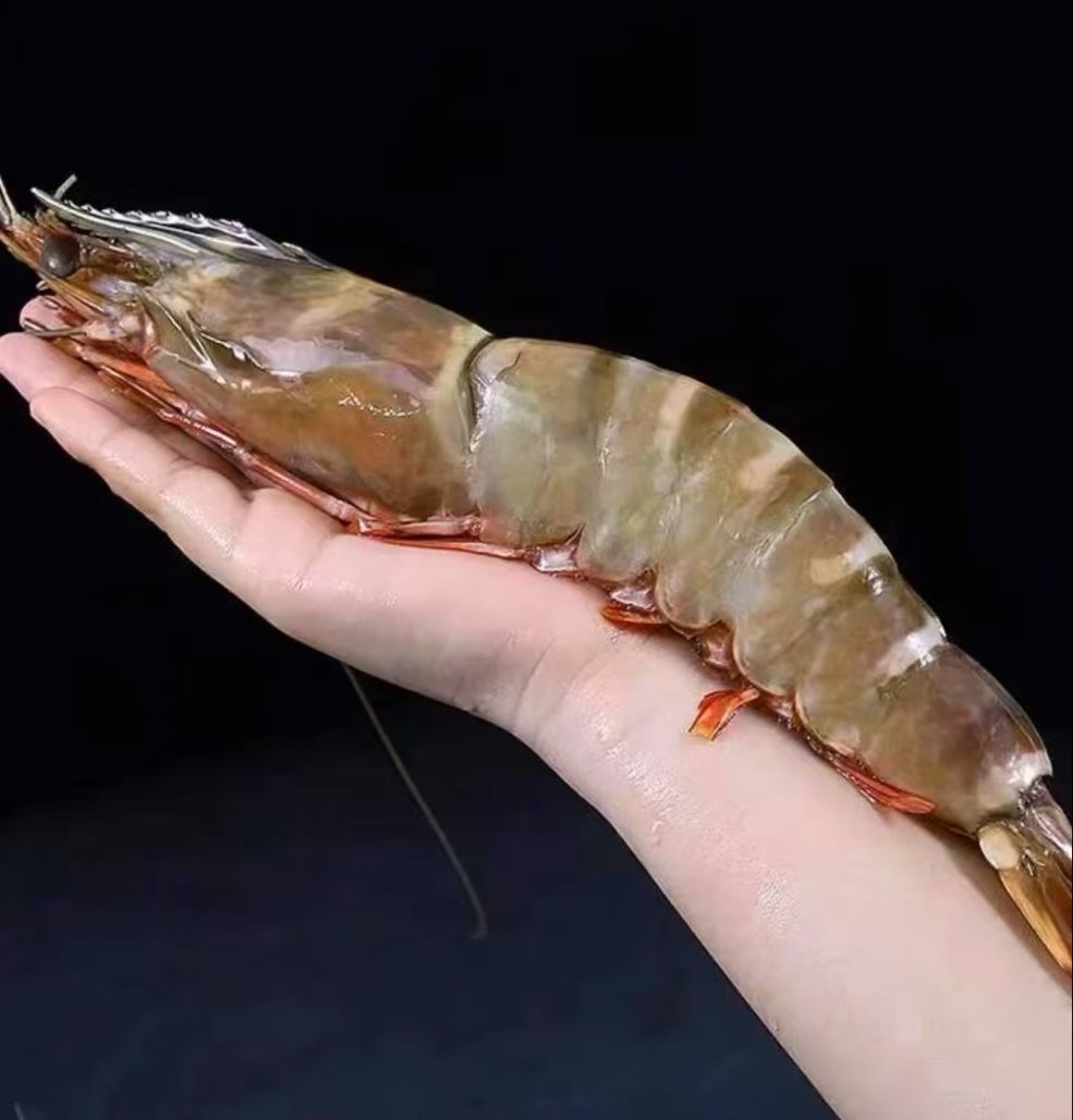 Extra large black tiger prawns, sent live frozen. - Image 5